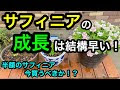 √70以上 成長 早い 植物 228339-成長 早い 植物