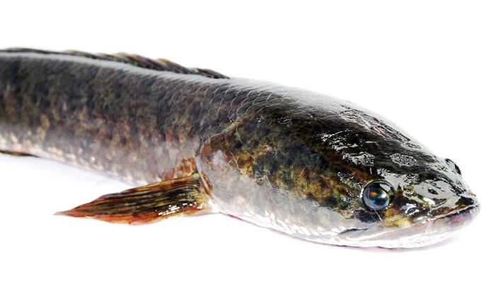 Khasiat Luarbiasa Albumin Ikan Gabus Bebeja com Khasiat Luarbiasa Albumin Ikan Gabus Bebeja com
