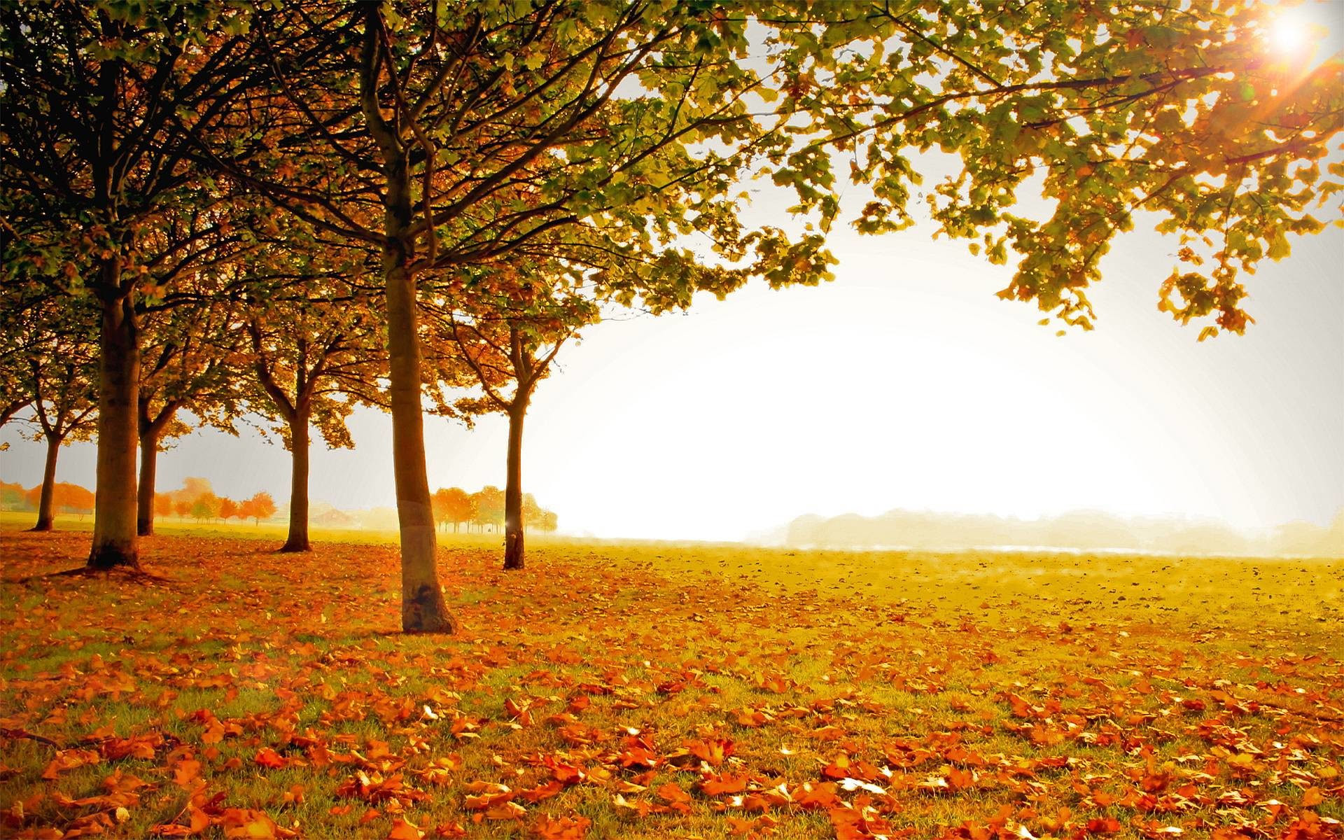 Autumn HD Wallpapers 1080p 76 images Autumn HD Wallpapers 1080p 76 images