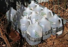 bottles with labels