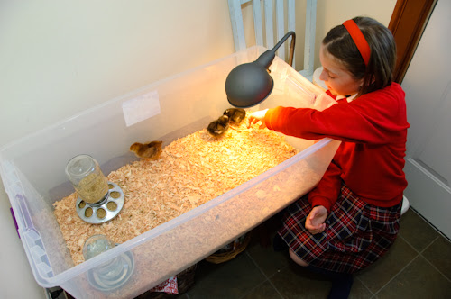 Raising Chicks: A Simple Biddy Box/Brooder (for first world chickens)