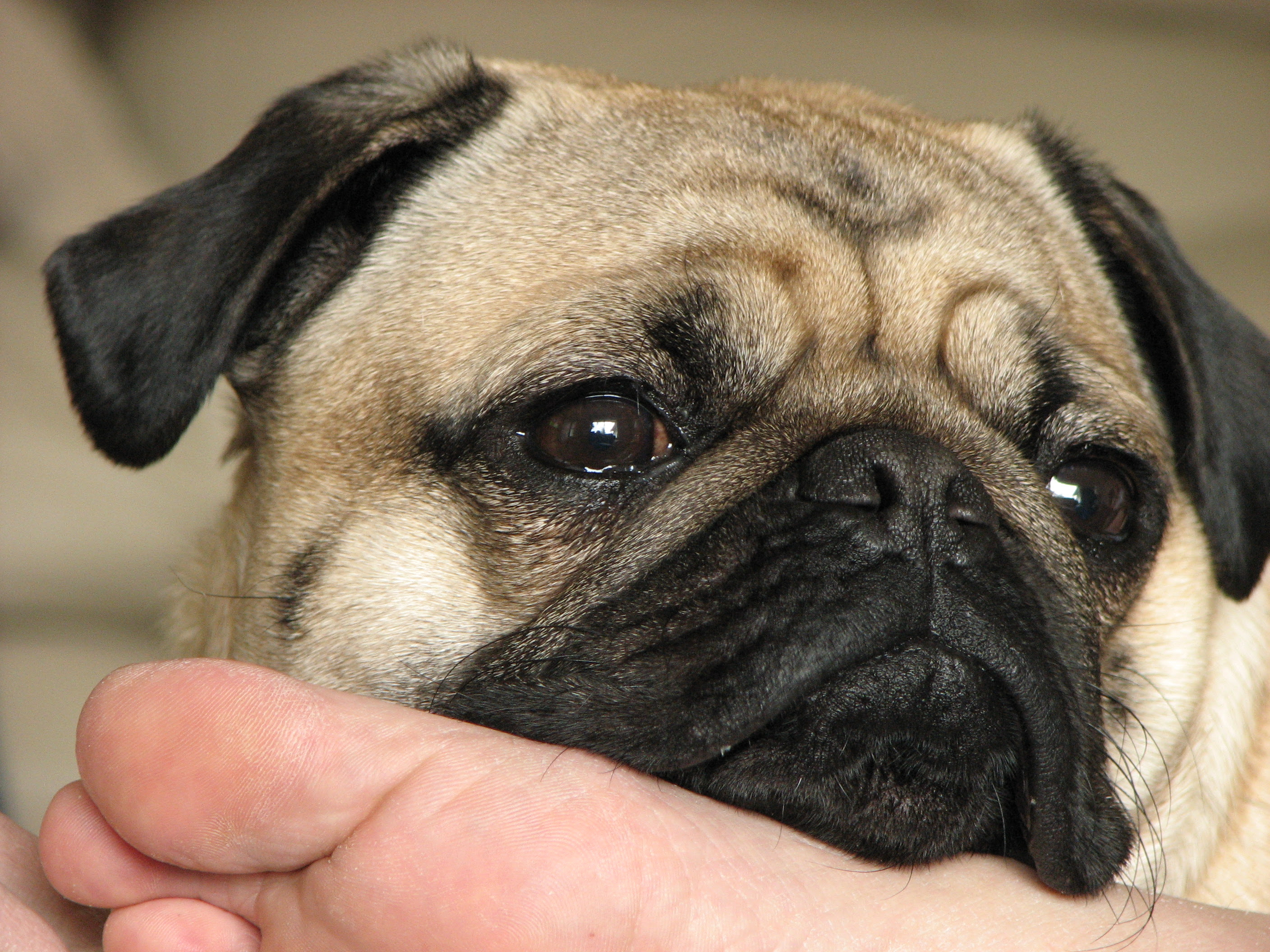 Peter and Fran s pug dogs
