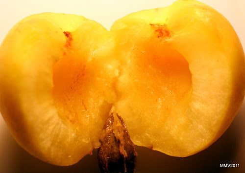 albaricoque