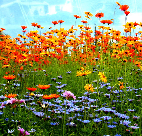 flower pictures