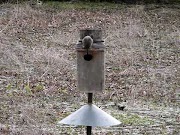 Top Wood Duck Flying Into Box, most update!
