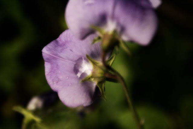 mauve sadness