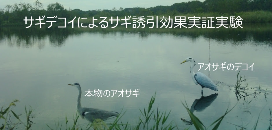 サギコロニー調査