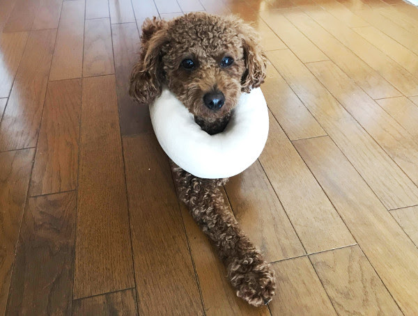 即席の手作りエリカラで足舐め防止 旅犬日記