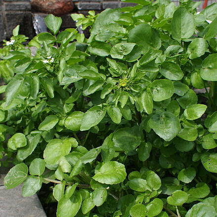 クレソンの育て方 ヤサシイエンゲイ