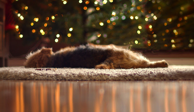 "Happiness is a warm puppy" -  Charles Schulz