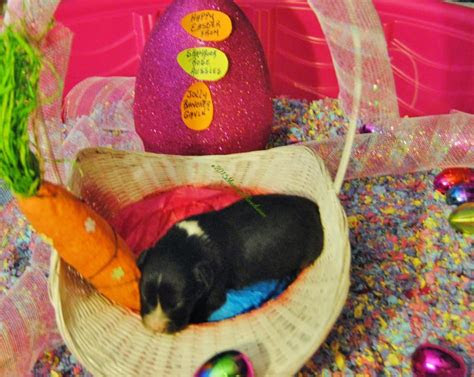 But how did it get to be that… these are the core obsessions that drive our newsroom—defining topics of seismic importance to the glob. Shamrock Rose Aussies - ï»¿ï»¿ï»¿ Welcome to Shamrock Rose