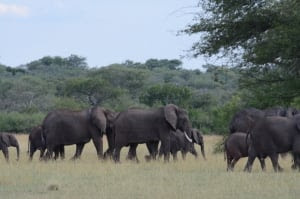 Elephants in Tanzania