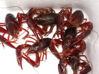 アメリカザリガニ販売