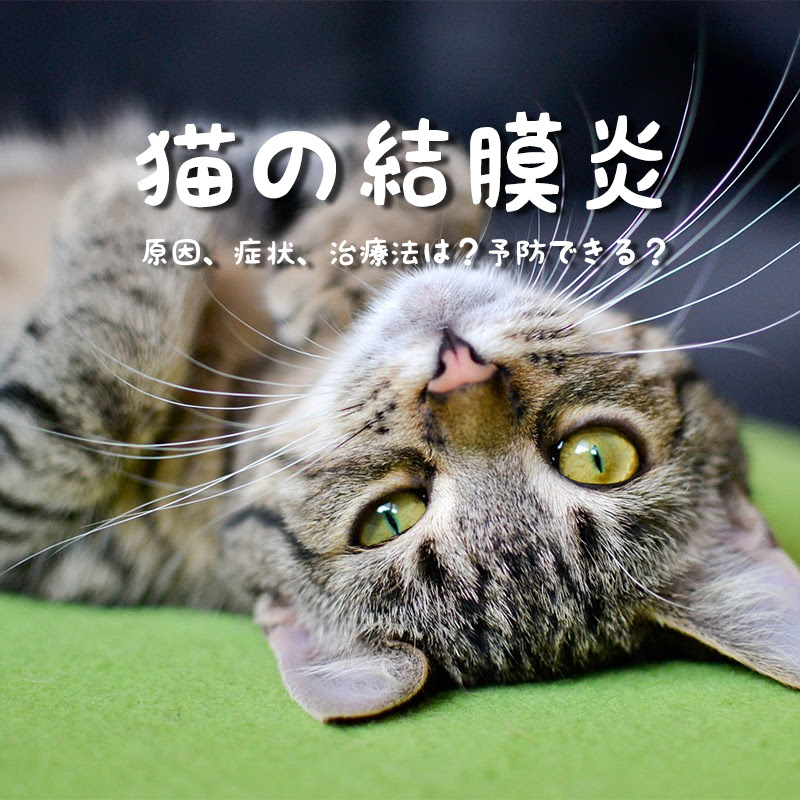 獣医師監修 猫の結膜炎の原因 症状 治療法は 予防できる