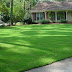 How To Care For New Sod In Winter / New sod is more vulnerable to diseases, being wet for long periods of time can encourage this.