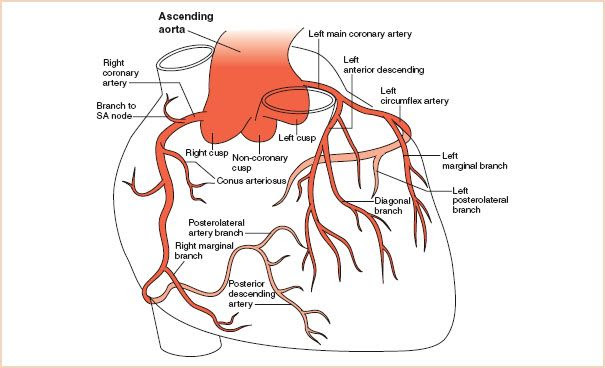 What are the symptoms of ischemia in the heart?