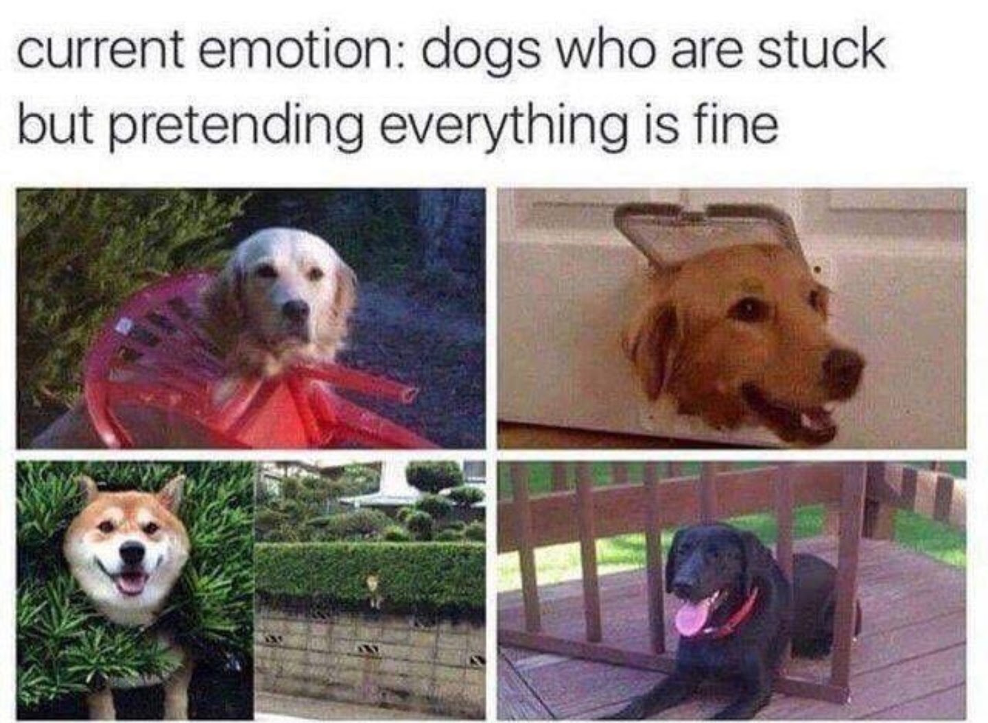 This Is Fine Everything Is Fine Meme By Winston1551 Memedroid