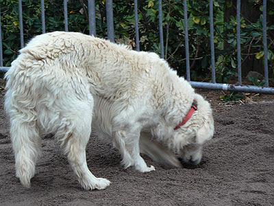 chien truffier.jpg