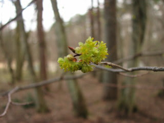 f:id:fujien:20100413173517j:image