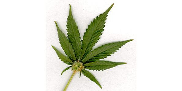 Marijuana