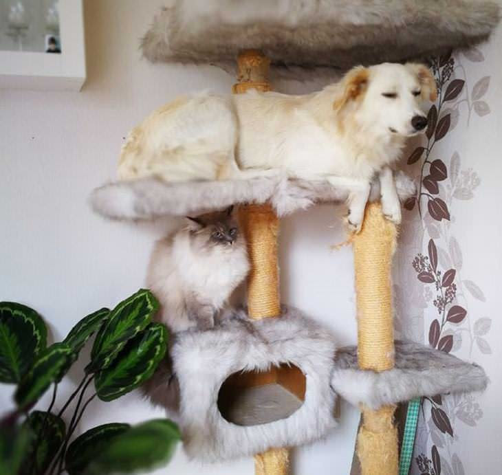 cães engraçados