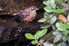 robin (Tiny) June 1