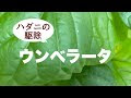 [コンプリート！] 観葉植物 ハダニ 殺虫剤 277099-観葉植物 ハダニ 殺虫剤