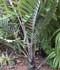 Palmera areca catechu