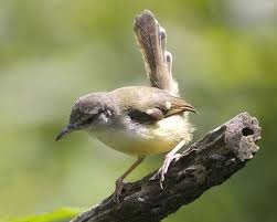 Burung pipit leher putih saat bermigrasi, menyesuaikan diri dengan lingkungan barunya. 