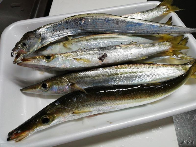 美々津港でアカカマス 太刀魚 の釣果 19 12 19 みやつり