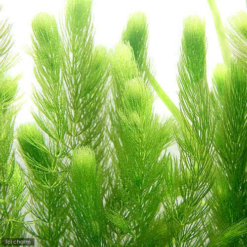 水槽の濁り 白濁 黄ばみ グリーンウォーター を無くす方法 アクアリウムの始め方