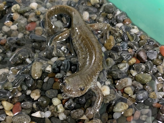 動物資料館 熊本市動植物園