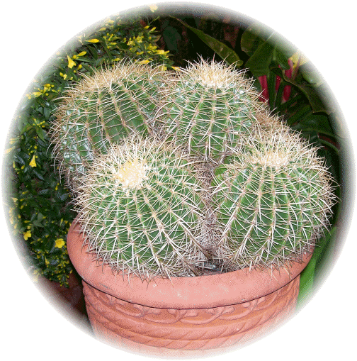 Cactus at Philadelphia Flower show