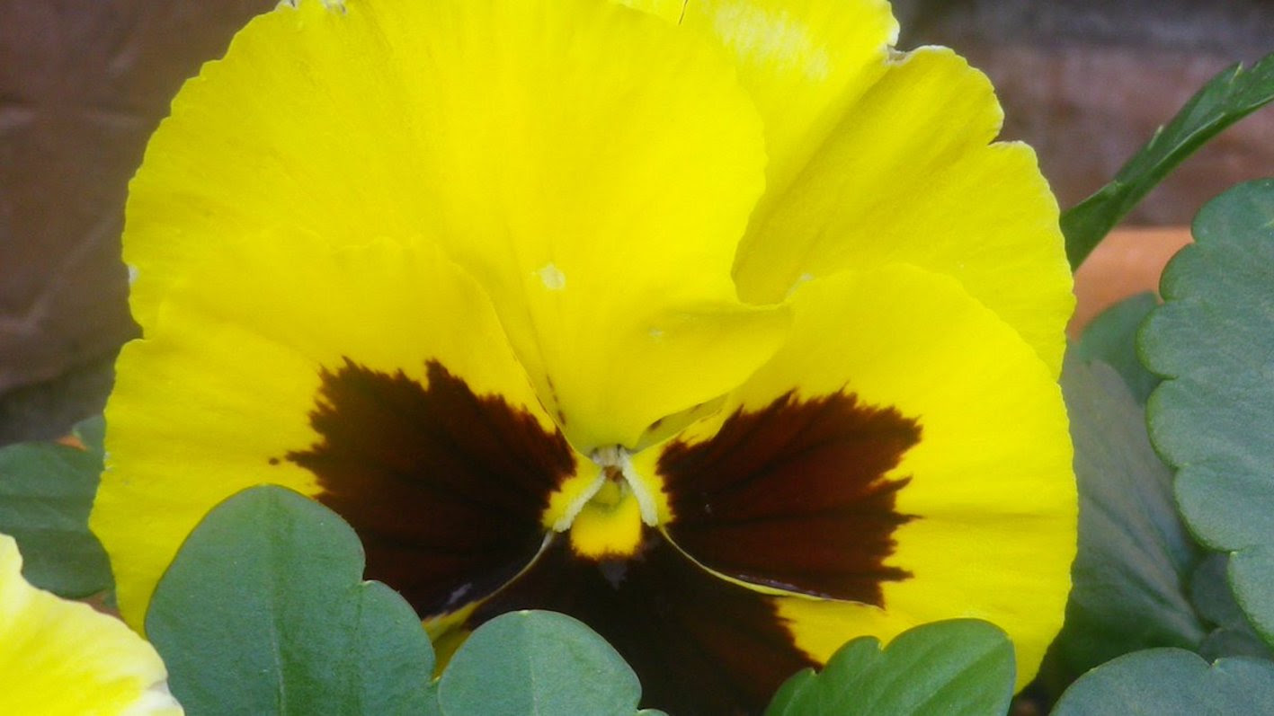 パンジーの種からの育て方や種まきの方法について 植物navi