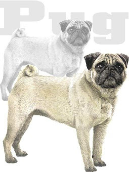パグのイラスト 条件付フリー素材集