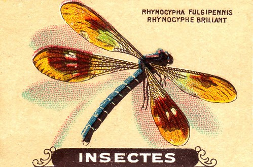 insecte 1