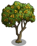 Acacia Tree High Quallity