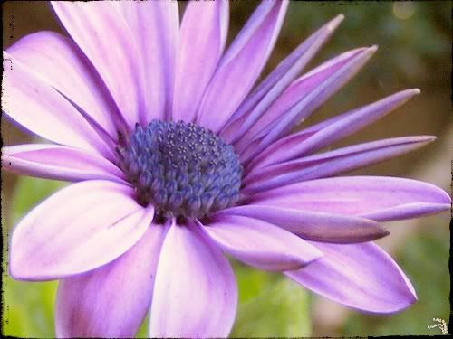 photo fleur