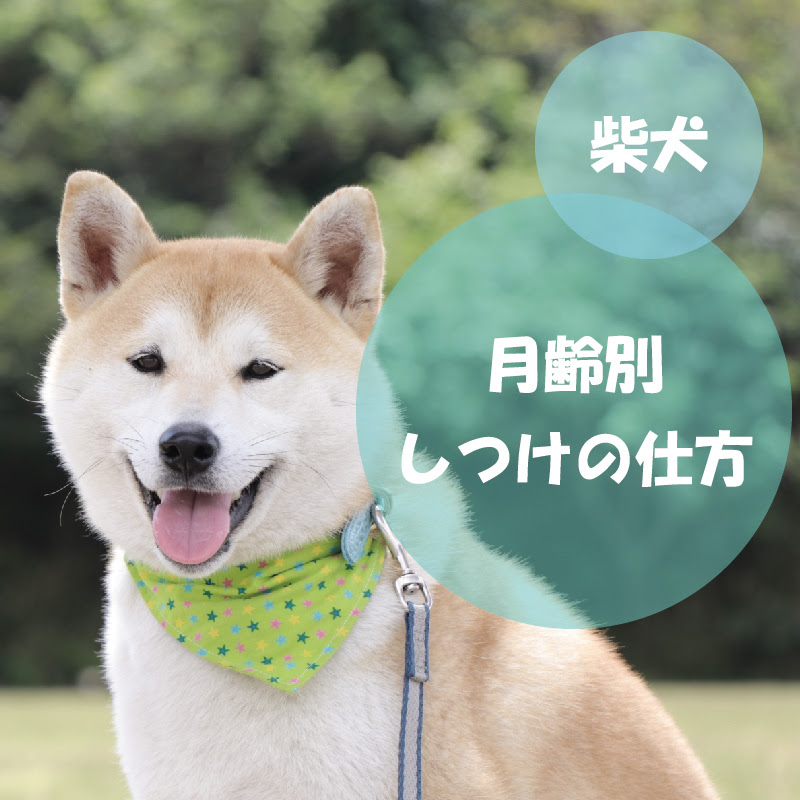 柴犬の子犬 生後別のしつけ方とは 犬の総合情報サイト ペットスマイルニュースforワンちゃん