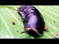 Siput Telanjang - Hewan yang Memiliki Wujud Tubuh dan Ciri-ciri seperti Lintah