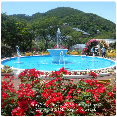 花巻温泉バラ園 バラ はまりました