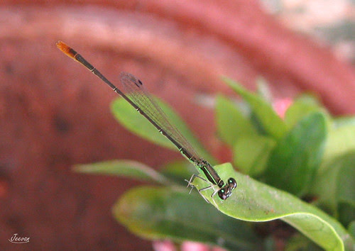 ஊசி தும்பி / Needle dragonfly
