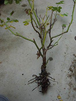 Harvest Garden コガネムシの幼虫の仕業