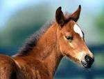 poulain