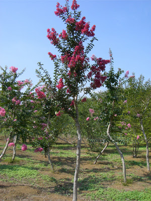 植木 緑化樹木 造園 庭木の事なら八進緑産株式会社 サルスベリ