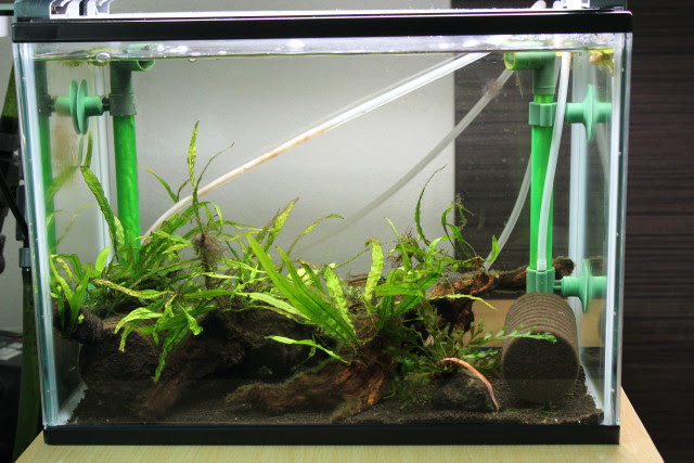 Aquatic Plants アピスト