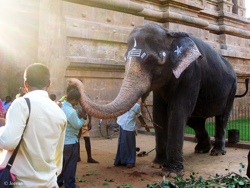 Blessed by Big Temple elephant