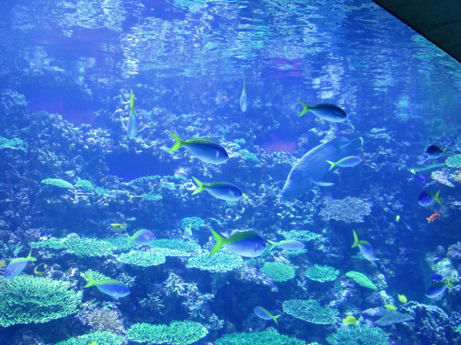 うみたまごのキレイな魚と可愛い海獣たち よく遊びよく笑え