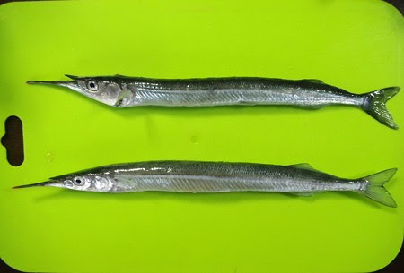 恐るべしサヨリの寄生虫 雨釣の釣り日記 楽天ブログ