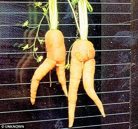 Carrots doing the cancan: These vivacious veg were grown by A.R. Miller from Guildford